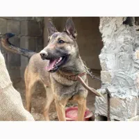 سگ مالینیوز