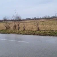 شالیزار بر خیابان اصلی