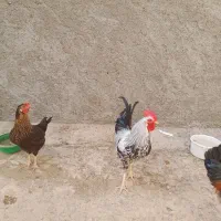 خروس سفید محلی|حیوانات مزرعه|دهدشت, |دیوار