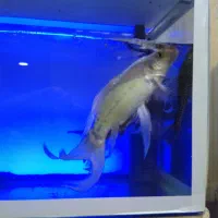 ماهی و اکواریوم|ماهی|تهران, جوادیه تهرانپارس|دیوار