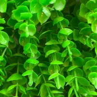 نهال والنسیا سیتروملو