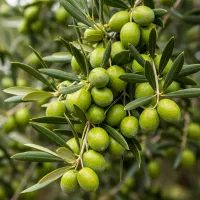 نـهال ســیب اصــلاحشده با بــاردهی قدرتــمند|خدمات باغبانی و درختکاری|اشنویه, |دیوار