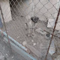 ماده عراقی|سگ|اردبیل, |دیوار