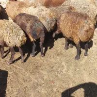 میش داشتی