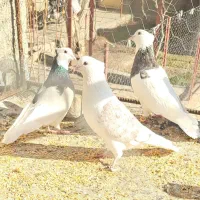 16 عدد کفتر رنگی