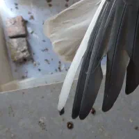 دم سفید|پرنده|الوند, |دیوار