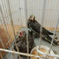 توجه قیمت شکن««عروس هلندی دستی دانخور لوتینو|پرنده|گرگان, |دیوار