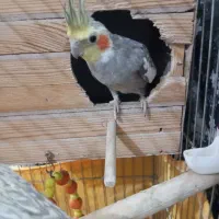 عروس هلندی|پرنده|اسلامشهر, شهرک انبیا|دیوار