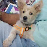 واگذار سگ پامر اشپیتز 8ماهه تربیت شده