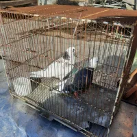 کفتر جوجه غریب گیری دونه ۲۰۰