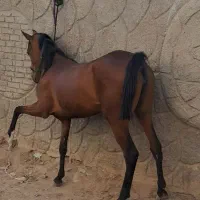 کره ماده کهر