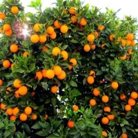 فروش پرتغال تامسون