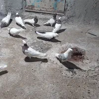 کبوتر|پرنده|بروجرد, |دیوار