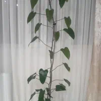 گل اپارتمانی