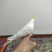 پرنده|پرنده|تهران, جوادیه تهرانپارس|دیوار