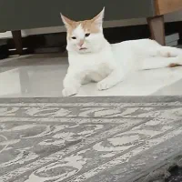 گربه ی تربیت شده نژاد دار