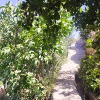 باغ فروشی در قاهان|فروش زمین و ملک کلنگی|قاهان, |دیوار