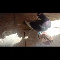 قارا سیاه|پرنده|الوند, |دیوار