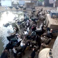 اردک روسی ارگانیک