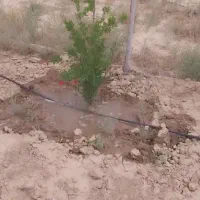 زمین-کشاورزی-فنس-کشی-لوله-کشی-قطره-ای
