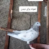 کبوتر جهنمی نر معاوضه با پاکستانی چشم سیاه|پرنده|بندر انزلی, کلیور|دیوار