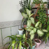 گلها همه با هم|گل و گیاه طبیعی|لنجان, |دیوار