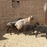 قوچ داشتی  فروشی|حیوانات مزرعه|قرچک, قشلاق جیتو|دیوار