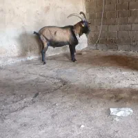 نربز آلپاین وسانن