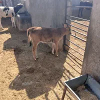 گوساله شیری|حیوانات مزرعه|کوهدشت, |دیوار