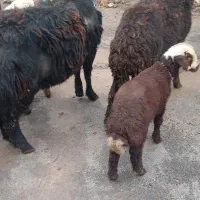 بره غزل خرج خور