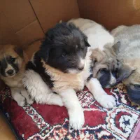 گمشدن 4تا توله 2تا نر 2تا ماده و مادر بومی|سگ|شاهین‌شهر, شهرک گلدیس|دیوار