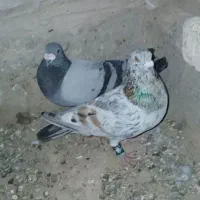 ساروسبز