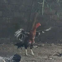 خروس لاری قلم سبز|حیوانات مزرعه|رشت, کوی مهر|دیوار