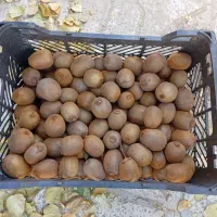 کیوی و پرتغال|خوردنی و آشامیدنی|مشهد, انقلاب|دیوار