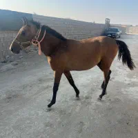 کره اسب نریون