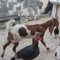 بز پاکستانی|حیوانات مزرعه|بندر دیر, |دیوار