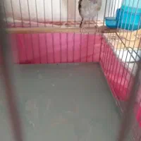 سهره کشیده (متولدقفس )|پرنده|کرمانشاه, |دیوار