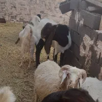 بره نر ،قوچ چینی،نر بز اصل|حیوانات مزرعه|رفسنجان, |دیوار