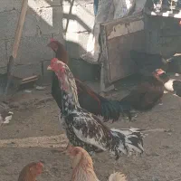 لاری|حیوانات مزرعه|نمشیر, |دیوار