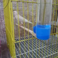 قناری|پرنده|بندر امام خمینی, |دیوار