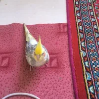 دو تا عروس هلندی نروماده|پرنده|کرج, حصارک بالا|دیوار