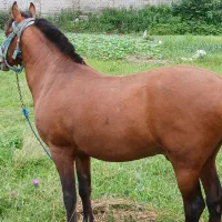 نریان شش سال