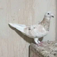 هفت‌رنگ زرد نر قرقروگرفتنی