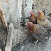 سه عدد مرغ تخم گذارمعاوضه با خروس یا بوقلمون