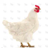 نیرو مرغداری