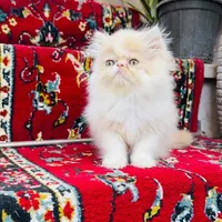 نژاد خوب|گربه|شهرکرد, |دیوار