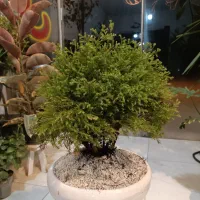 گل بونسای کاج ژانویه شصت سانت ارسال‌ رایگان + هدیه