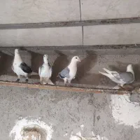 پشتدار