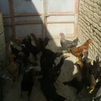 سلام تعدادی جوجه لاری فرشی دارم محلی ها