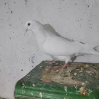 کبوتر تهرانی